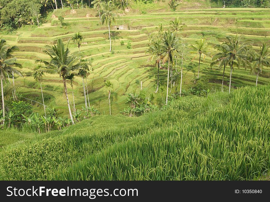 Rice terraces in Bali, Indonesia