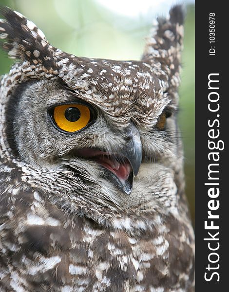 Eagle owl angry portrait with beak open