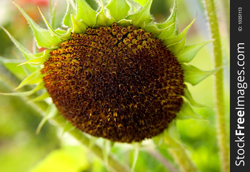 Sunflower on green field background.