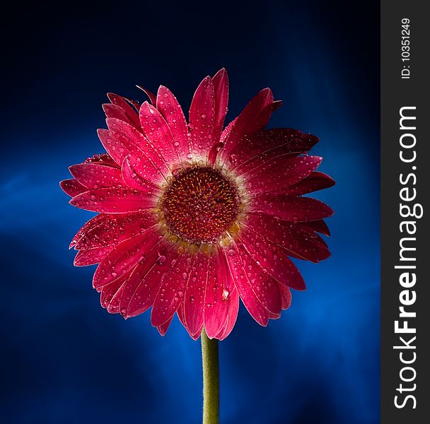 Red Gerbera On Blue Background