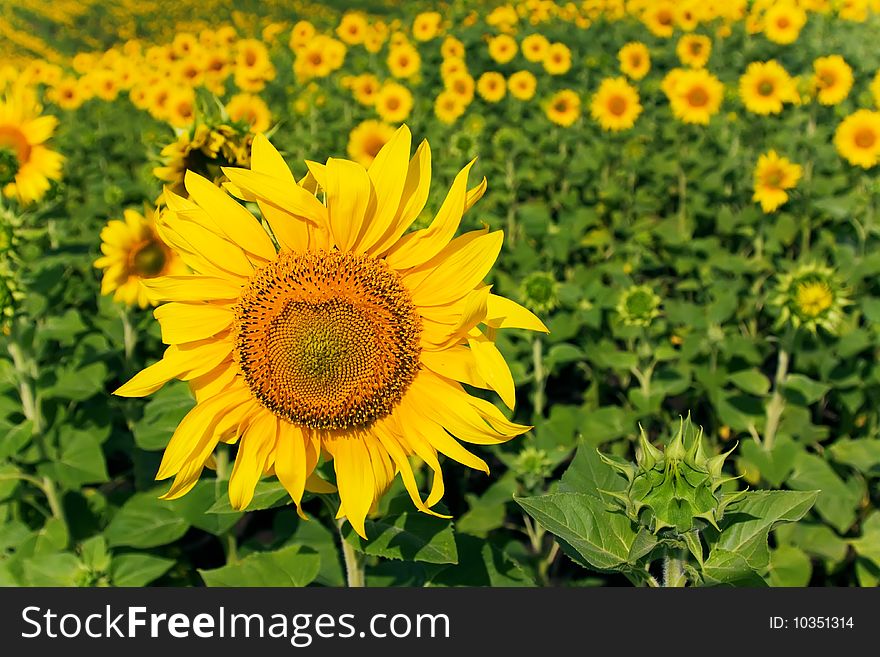 One big flower in front. One big flower in front