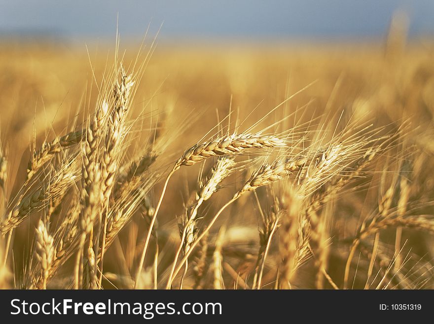 Wheat in close-up in sunset light and blue sky in background. Wheat in close-up in sunset light and blue sky in background