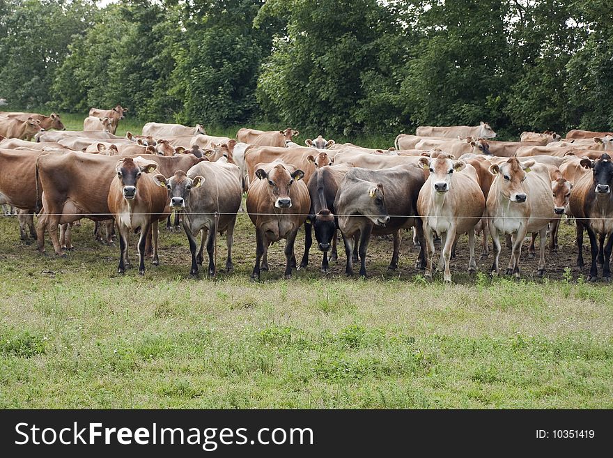 A herd of jersey cows in a field near Vejen, Denmark