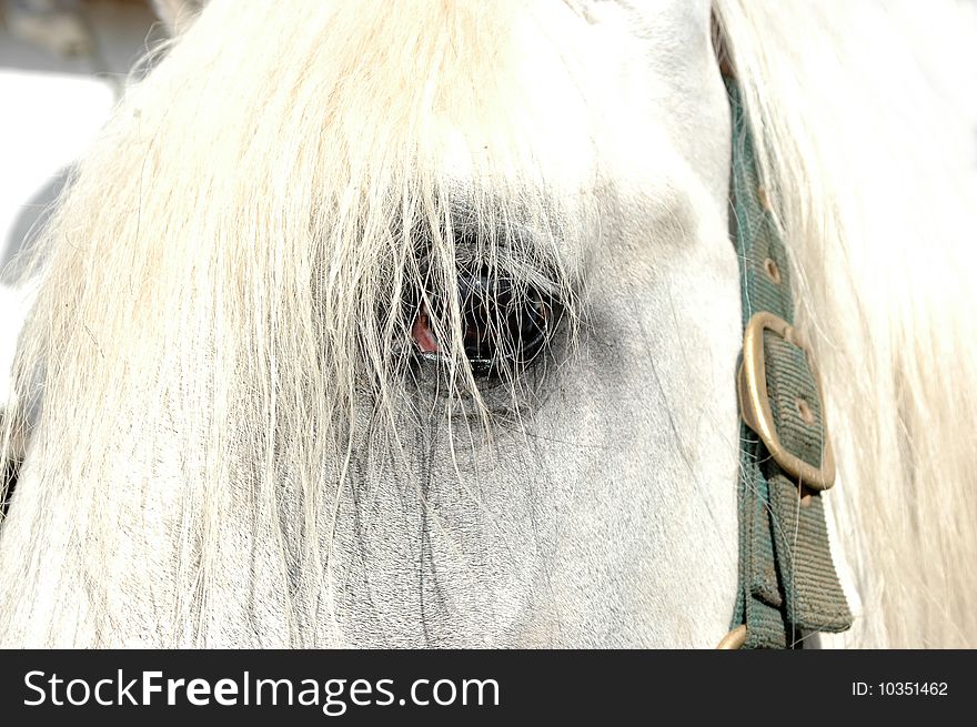 Eye of the white horse. Eye of the white horse.