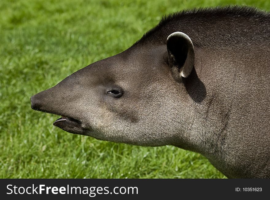 An image of a Brazilian Tapir head and shoulders profile on a background of lush green fresh grass. An image of a Brazilian Tapir head and shoulders profile on a background of lush green fresh grass.