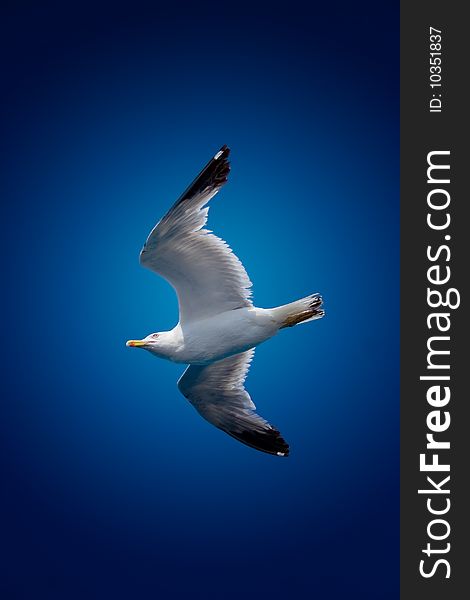 Seagull flying on clear sky. Seagull flying on clear sky