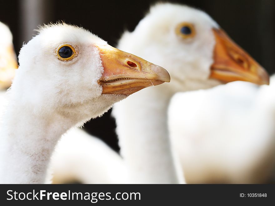 Closeup of young goose's portrait isolated on background with other birds