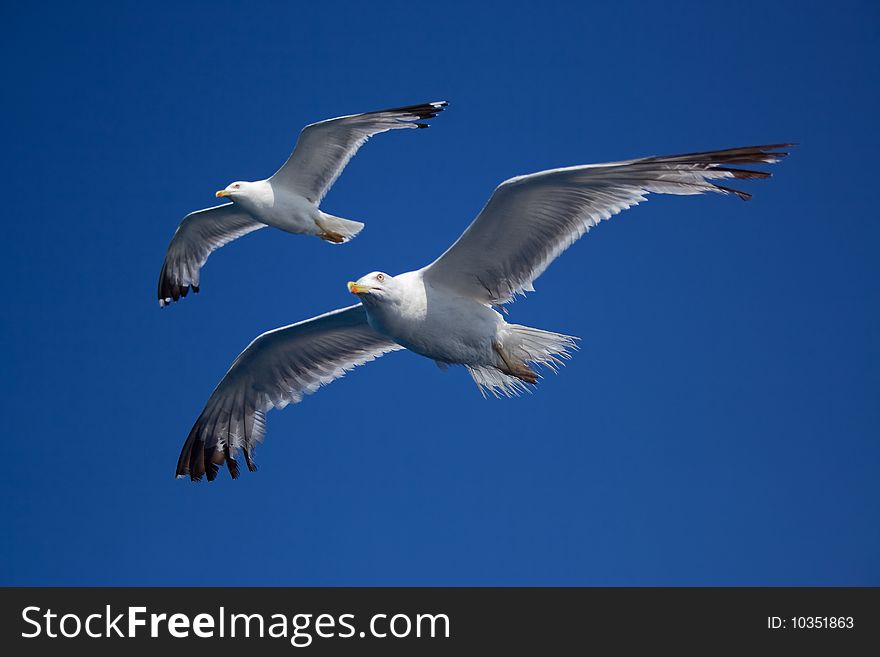 Pair of seagulls flying paralel on clear sky