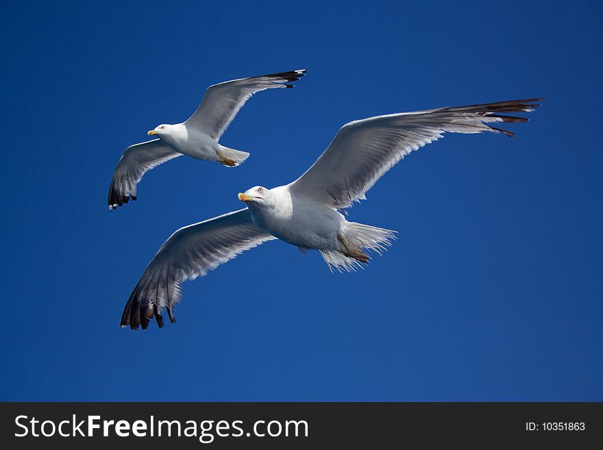 Pair of seagulls