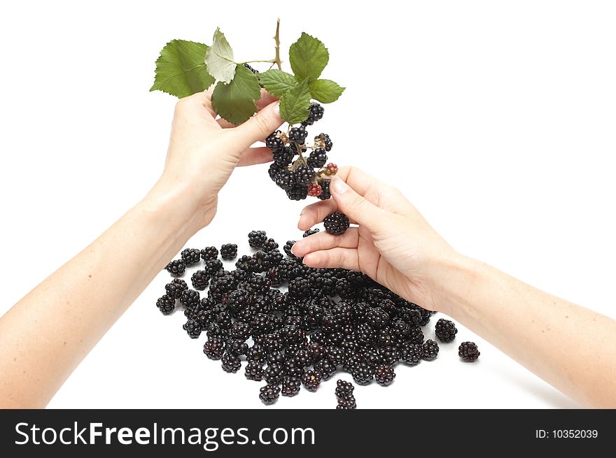 Woman hands cropping blackberry from bunch