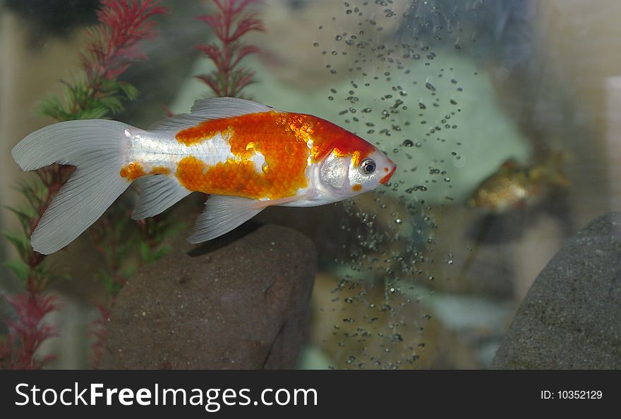 Marine life inside the aquarium