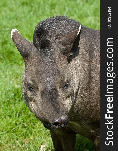 An image of a brazilian tapir pulling a funny face on a background of lush green grass. An image of a brazilian tapir pulling a funny face on a background of lush green grass.