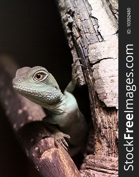 A close up of a Chinese Water Dragon looking out from the branch