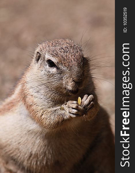 The detail of cape Ground Squirrel (Xerus inauris).-