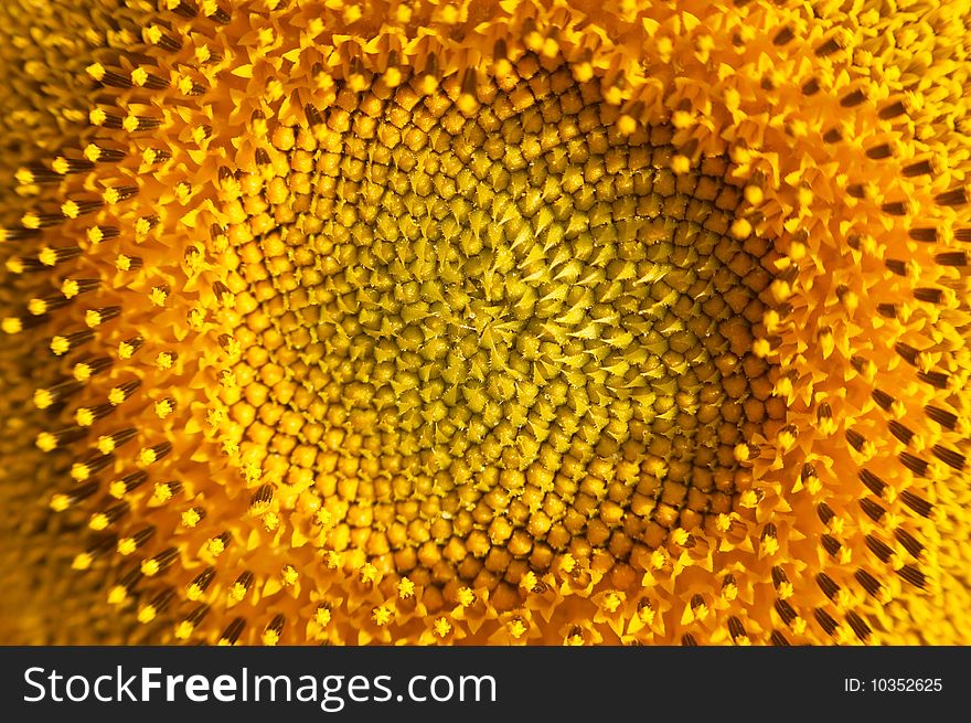 Close up of blossoming Sunflower