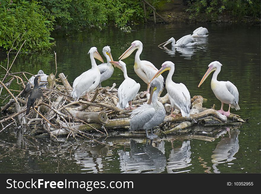 Lot of pelicans and cormorant sitting on logs. Lot of pelicans and cormorant sitting on logs