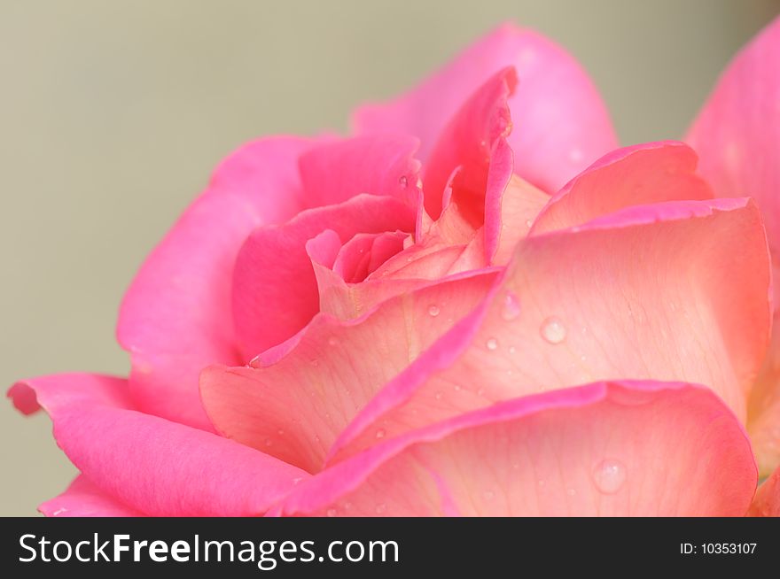 Macro of a pink rose with dew