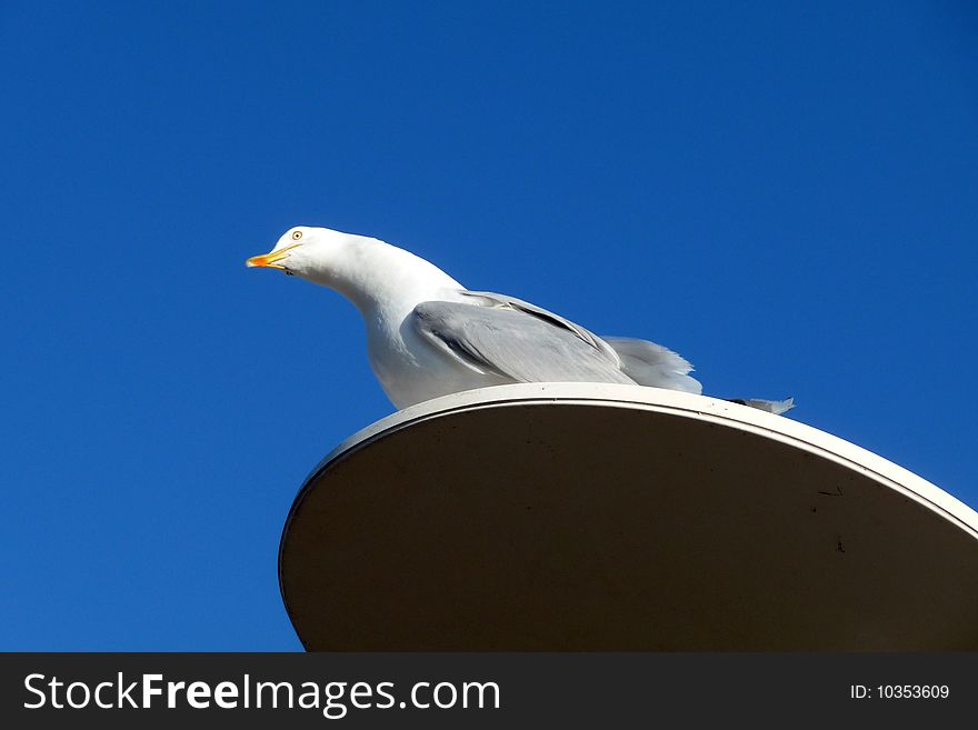 Seagull On Perch