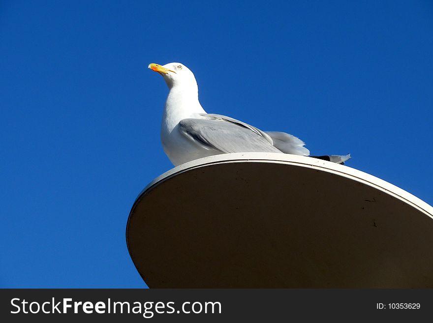 A seagull that is perched on a lamppost. A seagull that is perched on a lamppost.