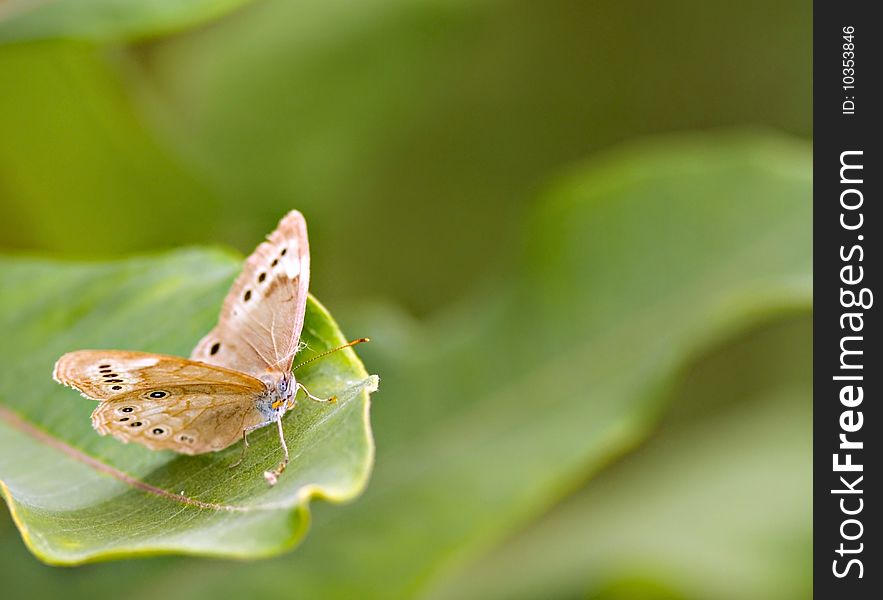 Butterfly on a Leaf