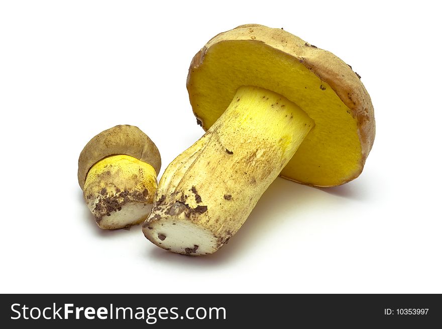 Two mushrooms on a white background