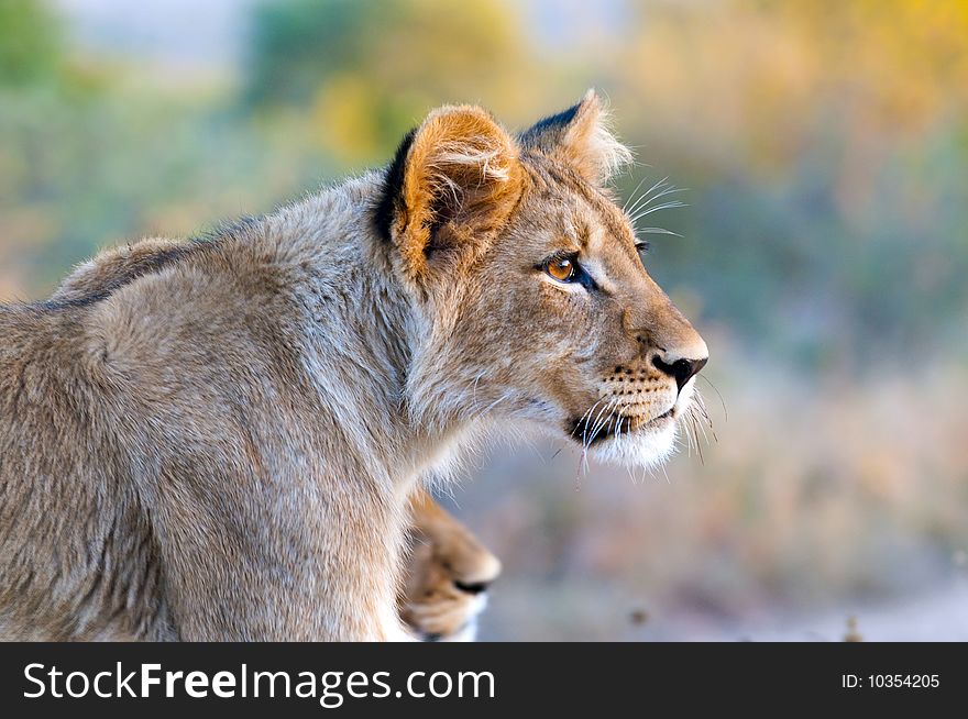 Lion cubs in the morning light in South Africa