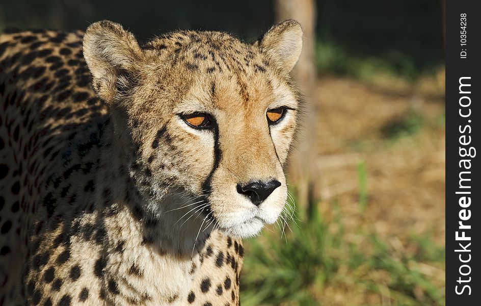 Cheetah seen in South Africa. Cheetah seen in South Africa