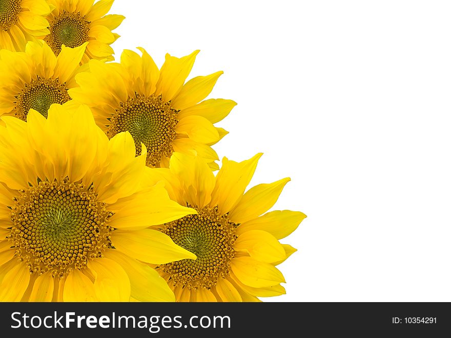 A bright sunflowers isolated on a white background.