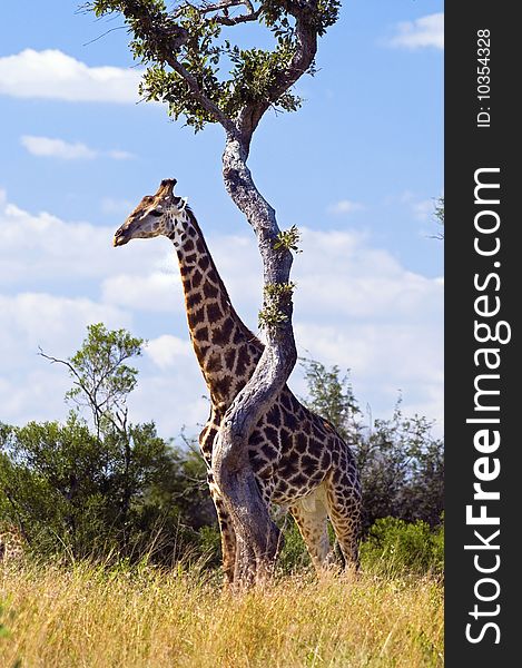 Giraffe seen in South Africa