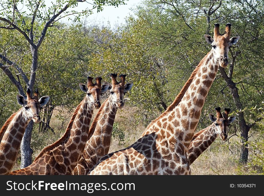 Giraffes seen in South Africa