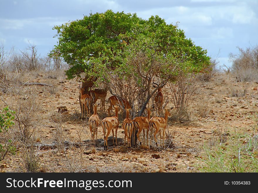 Africa, kenya, gazelles in the savanna