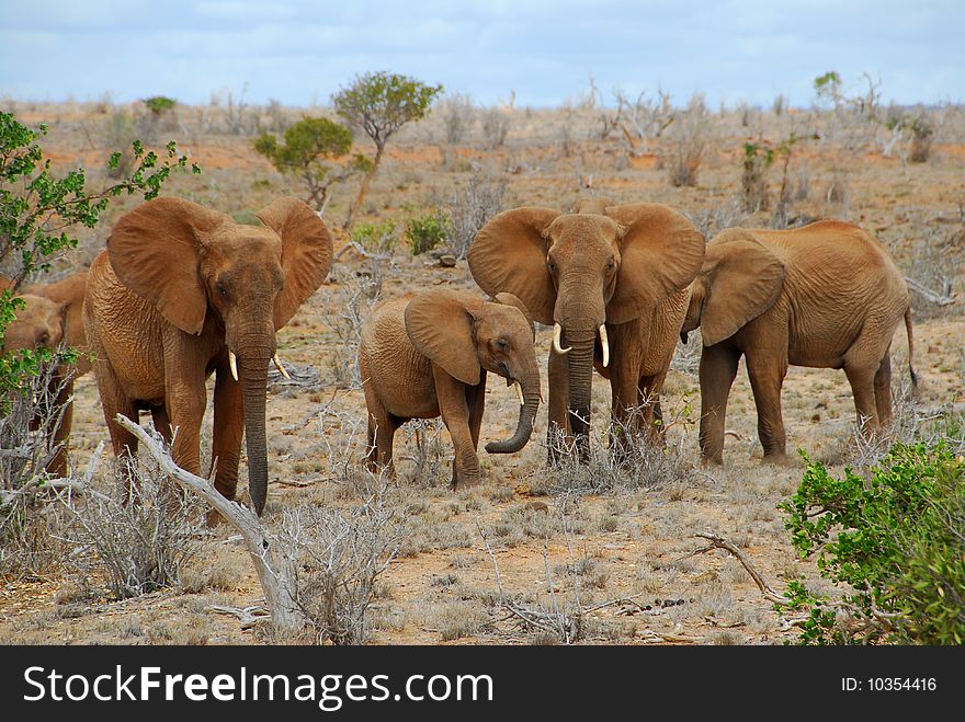 Africa, kenya, elephants in the savanna