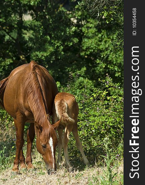 Mare and colt grazing