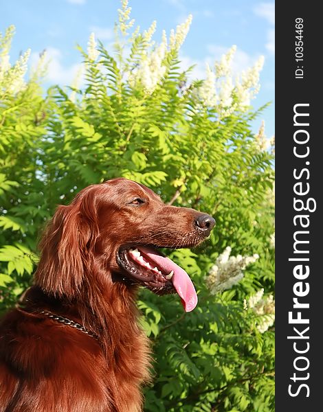 Portrait of the Irish setter