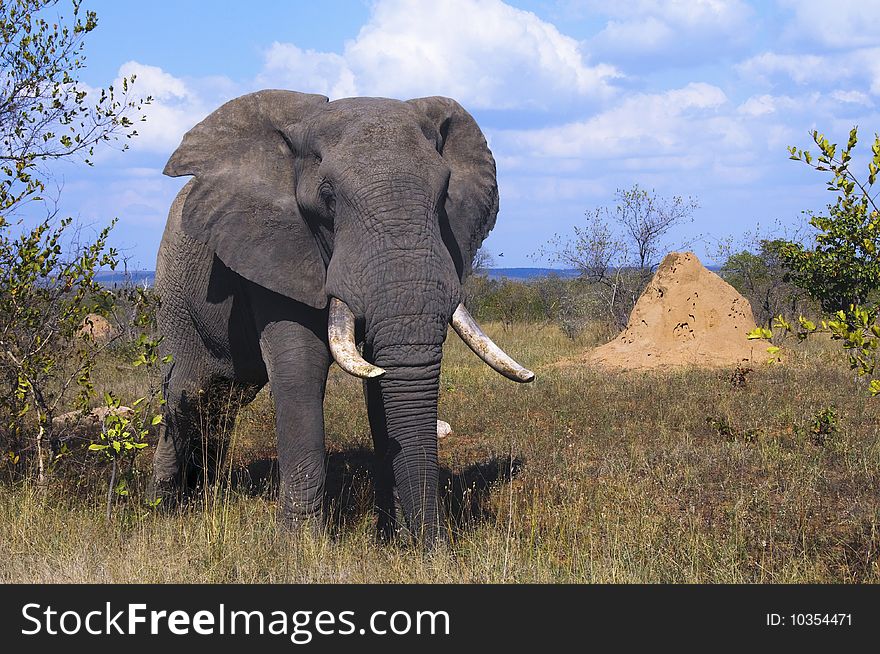 Elephants seen in South Africa