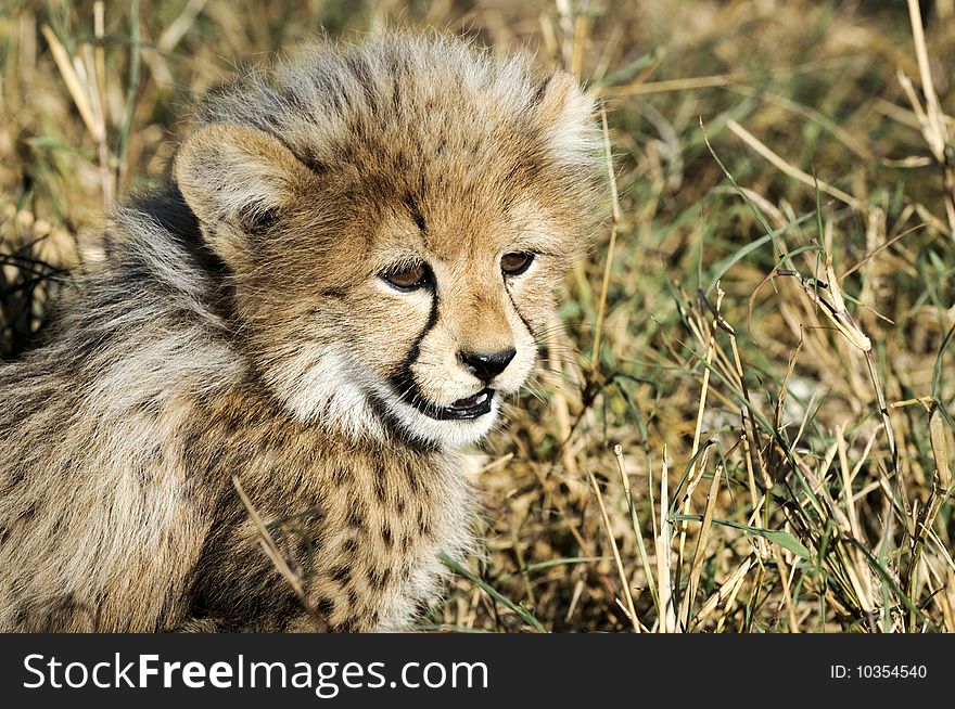 Cheetah cub seen in South Africa