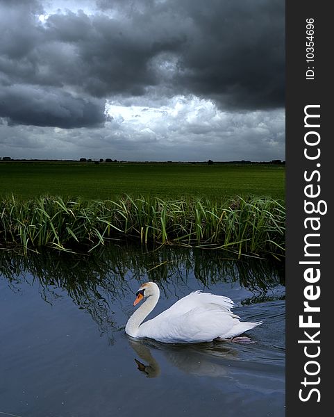 One swan in water by threathening weather