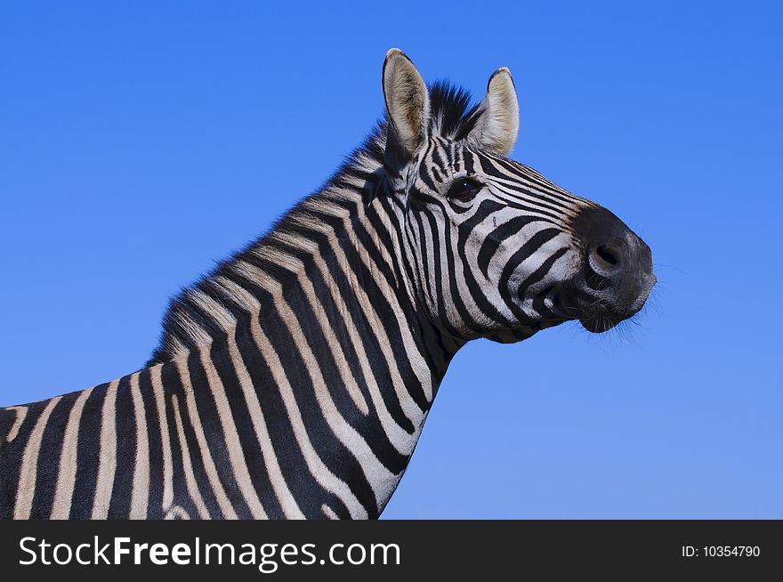 Zebra seen in South Africa