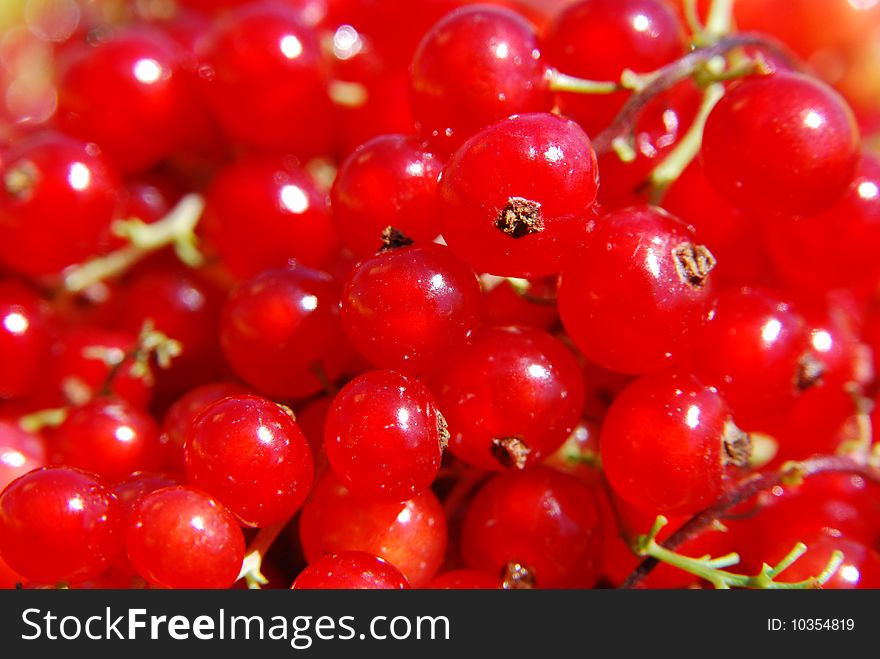 Close-up fresh red currant