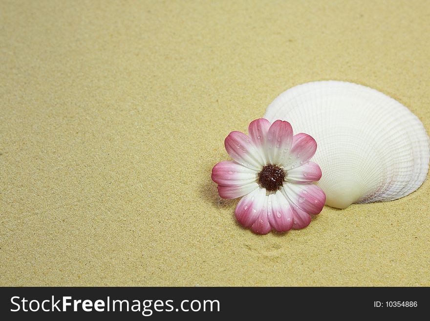 White sea shell and pink flower on a sandy beach. White sea shell and pink flower on a sandy beach