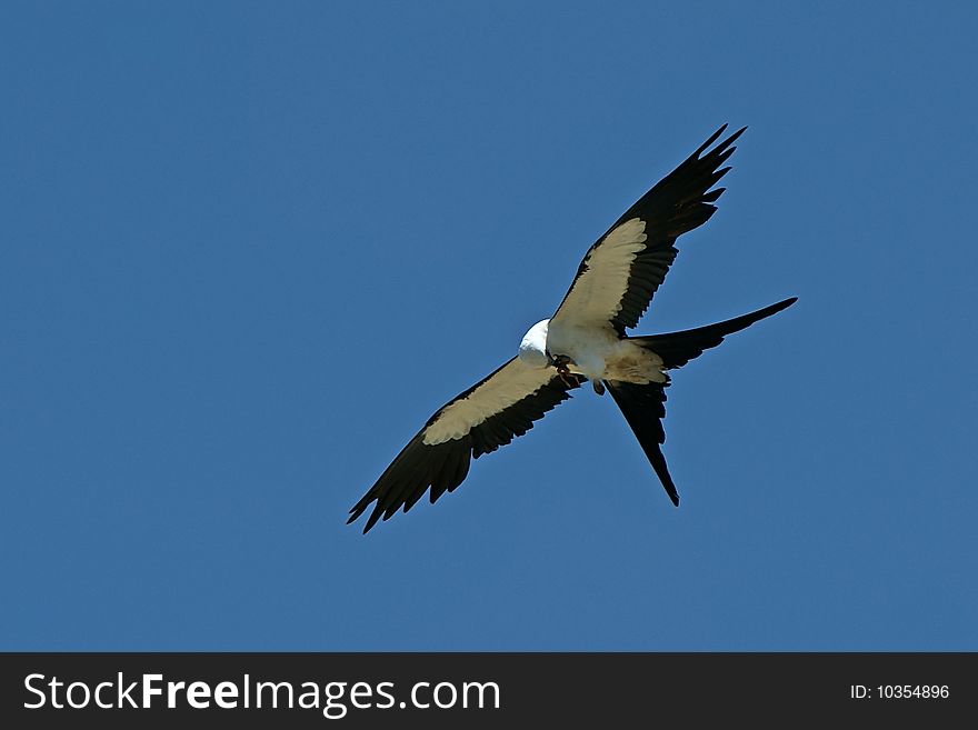 Swallow-tail kite feeding while soaring in the air against a clear blue sky. Swallow-tail kite feeding while soaring in the air against a clear blue sky