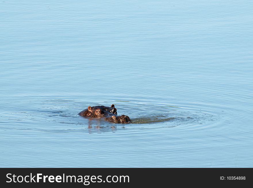 Hippo seen in South Africa