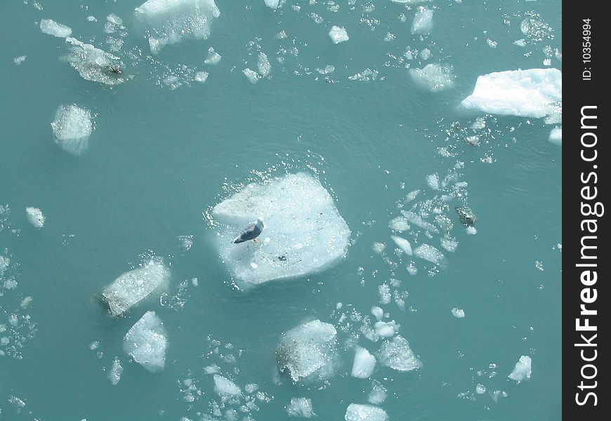 Seagull on ice from glacier as seen from cruise ship in Alaska's Glacier Bay