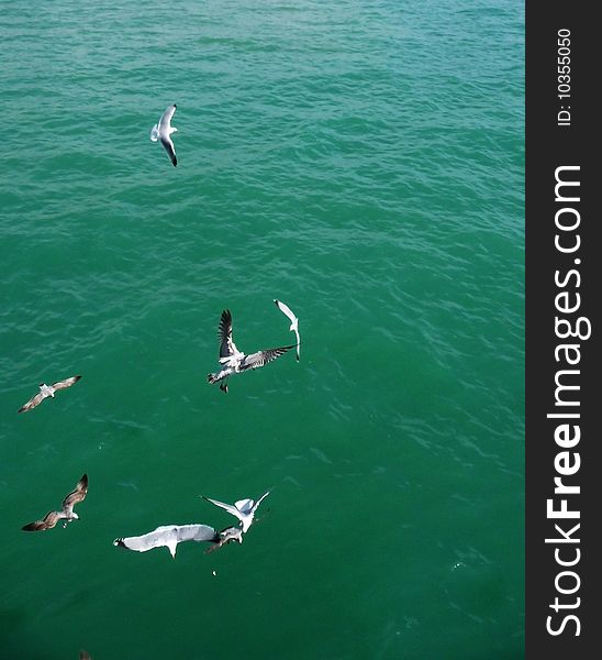 Seagull flying in the air over the sea on Brightons coast. Seagull flying in the air over the sea on Brightons coast.