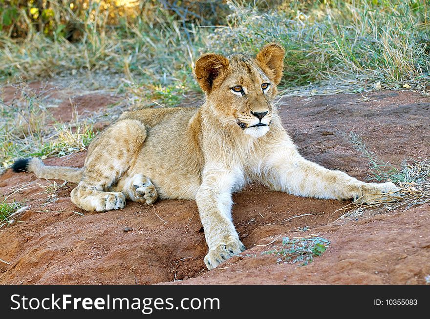 Lion cubs in the morning light in South Africa