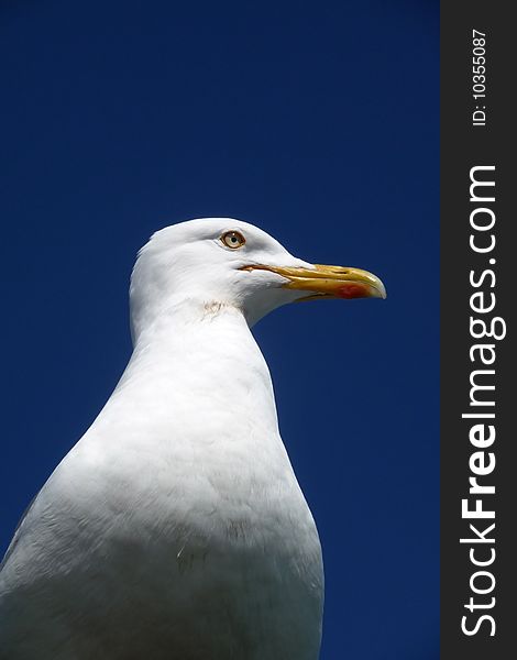 Close up of a seagull with a blue sky background.