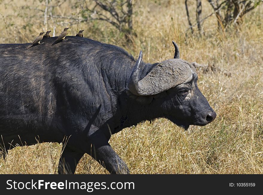 African Buffalo in South Africa