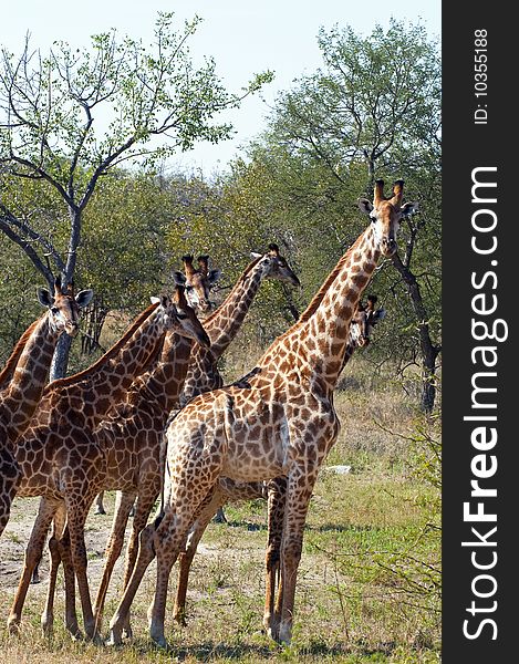 Giraffes seen in South Africa