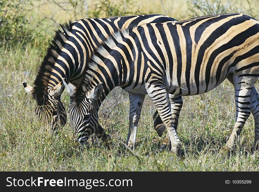 Zebras seen in South Africa