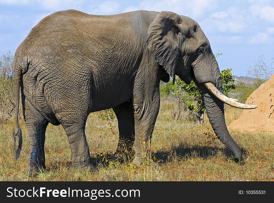 Elephants seen in South Africa